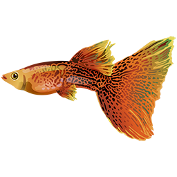 Stylized logo of a guppy fish